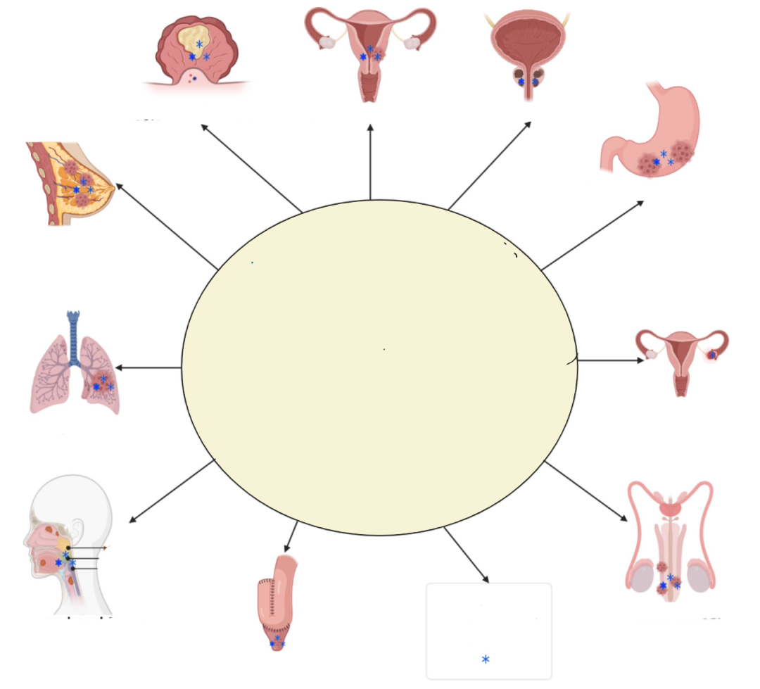 HPV驱动的不同癌症