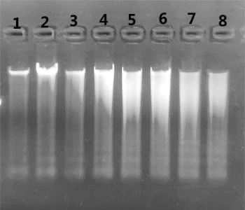 在1%的琼脂糖凝胶上加入5 μl洗脱的唾液DNA进行电泳结果 在1%的琼脂糖凝胶上加入5 μl洗脱的唾液DNA进行电泳结果