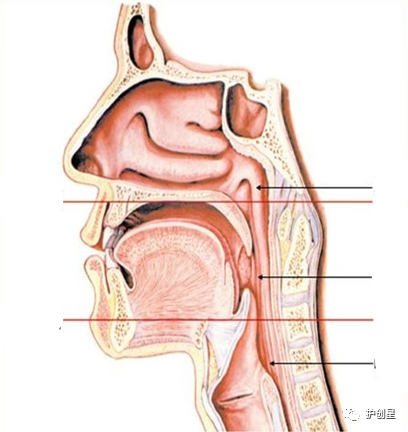 咽拭子取样部位