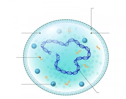 泌尿生殖道支原体