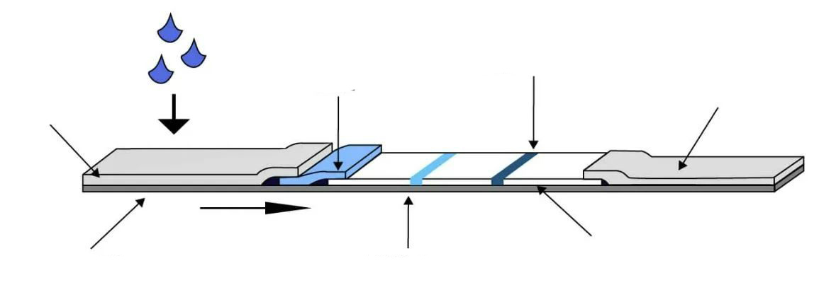 免疫层析试纸的主要构成图.jpg
